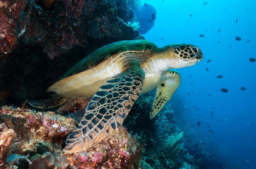Turtle, Bunaken Island, Manado, Indonesia