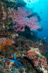 Coral Reef, Bunaken Island, Manado, Indonesia
