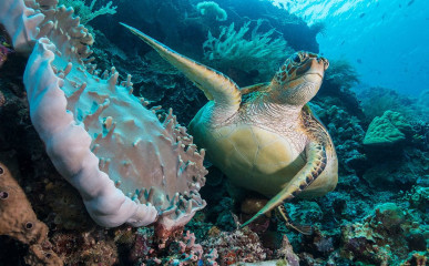 Turtle, Bunaken Island, Manado, Indonesia