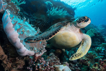 Turtle, Bunaken Island, Manado, Indonesia