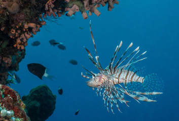 Lion fish, Bunaken Island, Manado, Indonesia