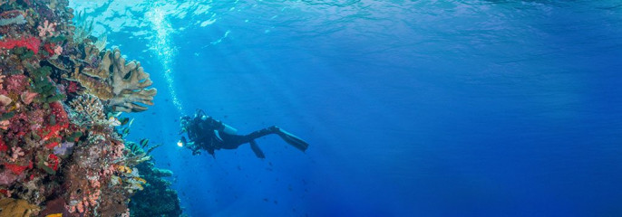 Diver with Coral Reef, Bunaken Island, Manado, Indonesia