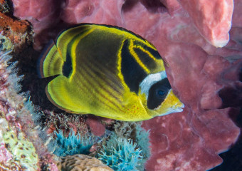 Reef Fish, Bunaken Island, Manado, Indonesia