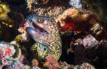 Murray Eal, Bunaken Island, Manado, Indonesia