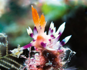 Nudibranch, Bunaken Island, Manado, Indonesia