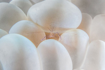 Anemonen Shrimp, Bunaken Island, Manado, Indonesia