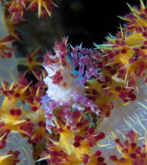 Makro, Bunaken Island, Manado, Indonesia
