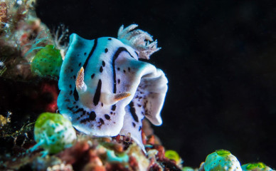 Nudibranch, Bunaken Island, Manado, Indonesia