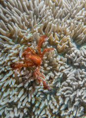 Orang Utan Crab, Bunaken Island, Manado, Indonesia