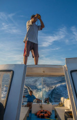 Dolphin Tour, Bunaken Island, Manado, Indonesia