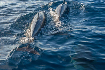 Dolphin Tour, Bunaken Island, Manado, Indonesia