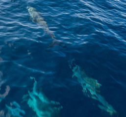 Dolphin Tour, Bunaken Island, Manado, Indonesia