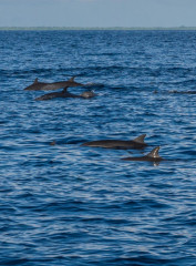 Dolphin Tour, Bunaken Island, Manado, Indonesia