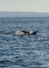 Dolphin Tour, Bunaken Island, Manado, Indonesia
