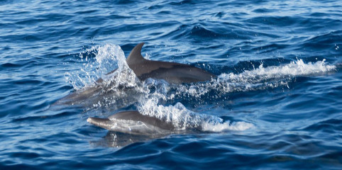 Dolphin Tour, Bunaken Island, Manado, Indonesia