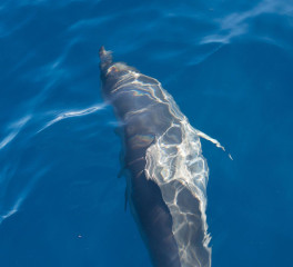 Dolphin Tour, Bunaken Island, Manado, Indonesia