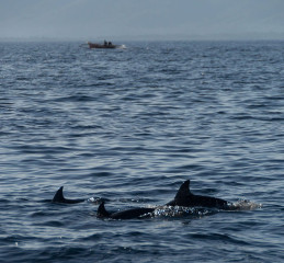 Dolphin Tour, Bunaken Island, Manado, Indonesia