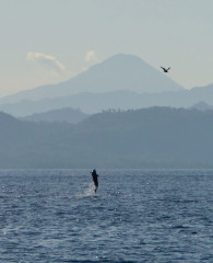 Dolphin Tour, Bunaken Island, Manado, Indonesia