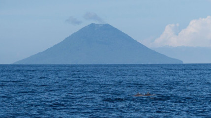 Dolphin Tour, Bunaken Island, Manado, Indonesia
