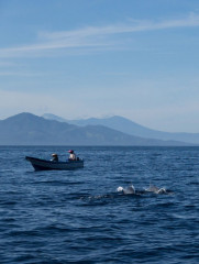 Dolphin Tour, Bunaken Island, Manado, Indonesia