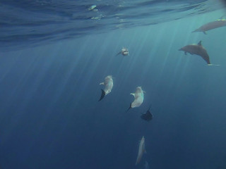Dolphin Tour, Bunaken Island, Manado, Indonesia