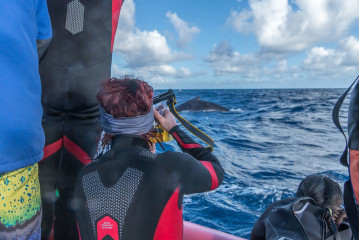 Dominican Republic, Silverbanks, Humpback whale