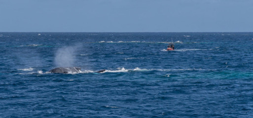 Dominican Republic, Silverbanks, Humpback whales