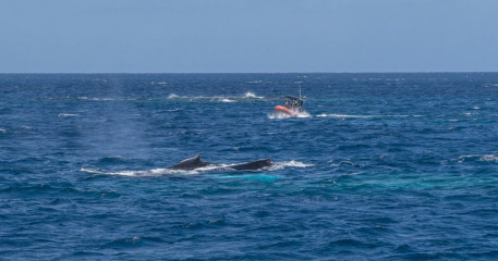 Dominican Republic, Silverbanks, Humpback whales