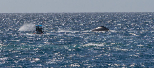 Dominican Republic, Silverbanks, Humpback whale