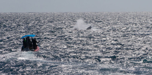 Dominican Republic, Silverbanks, Humpback whale