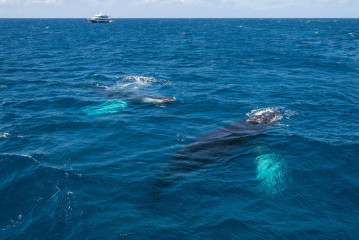 Dominican Republic, Silverbanks, Humpback whales