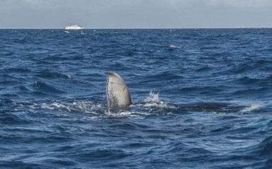 Dominican Republic, Silverbanks, Humpback whale