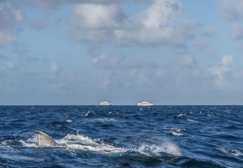 Dominican Republic, Silverbanks, Humpback whales