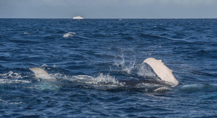 Dominican Republic, Silverbanks, Humpback whales