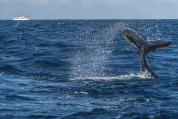 Dominican Republic, Silverbanks, Humpback whale fluke