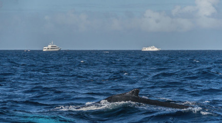 Dominican Republic, Silverbanks, Humpback whale