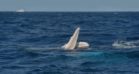 Dominican Republic, Silverbanks, Humpback whale pectoral fins