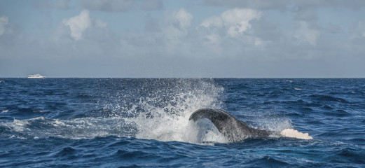 Dominican Republic, Silverbanks, Humpback whale