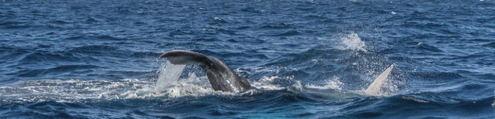Dominican Republic, Silverbanks, Humpback whale