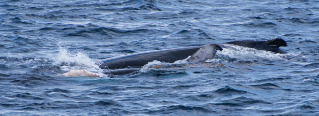 Dominican Republic, Silverbanks, Humpback whale