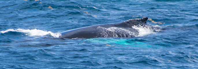 Dominican Republic, Silverbanks, Humpback whale