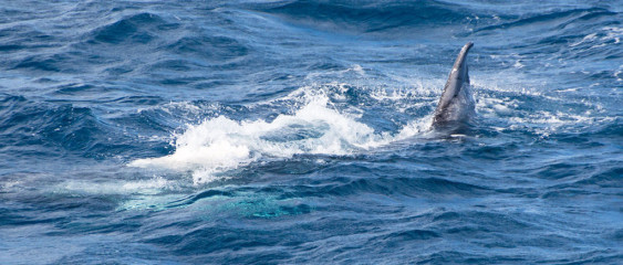 Dominican Republic, Silverbanks, Humpback whale