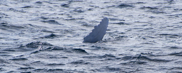 Dominican Republic, Silverbanks, Humpback whale