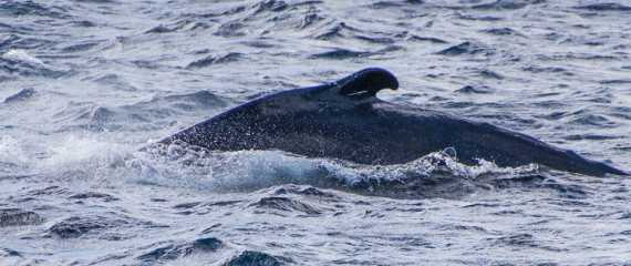 Dominican Republic, Silverbanks, Humpback whale
