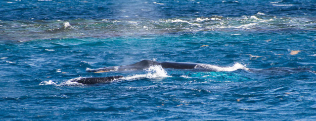 Dominican Republic, Silverbanks, Humpback whale