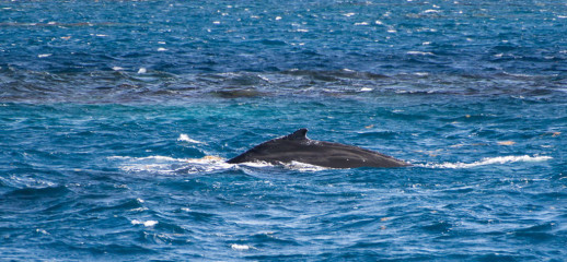 Dominican Republic, Silverbanks, Humpback whale