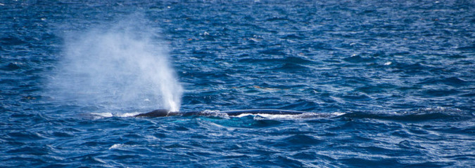 Dominican Republic, Silverbanks, Humpback whale