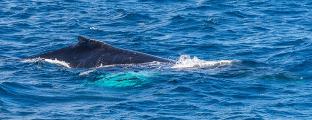 Dominican Republic, Silverbanks, Humpback whale