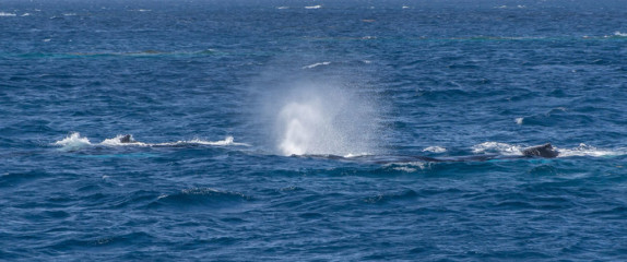 Dominican Republic, Silverbanks, Humpback whale