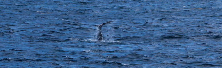 Dominican Republic, Silverbanks, Humpback whale fluke